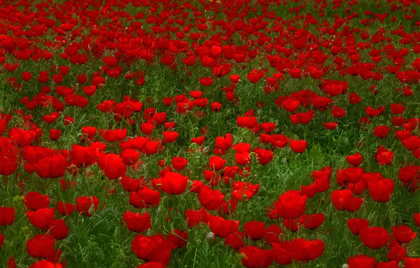 Field, flowers, beauty, Maki, Mac, Elina Magalimova, Poppy Madness