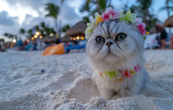 Sand, cat, beach, cat, look, clouds, flowers, lights
