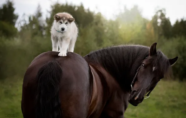 Picture horse, horse, dog, puppy, rider, Siberian Husky