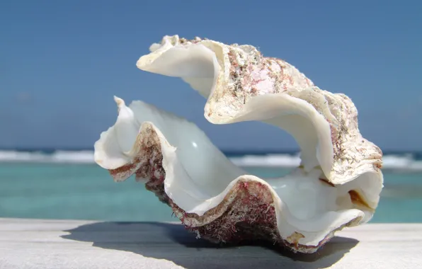 Picture BACKGROUND, HORIZON, The OCEAN, The SKY, SAND, CLAM, SHELL, ASYMMETRY