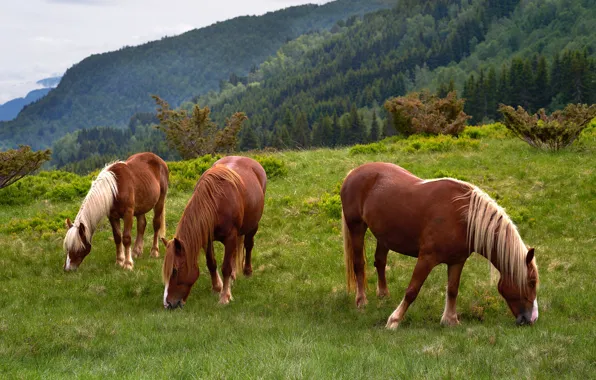 Field, mountains, horses, pasture, three, he has Bay, grazing