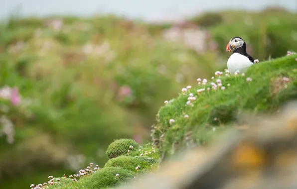 Picture flowers, hills, bird, stalled, bokeh
