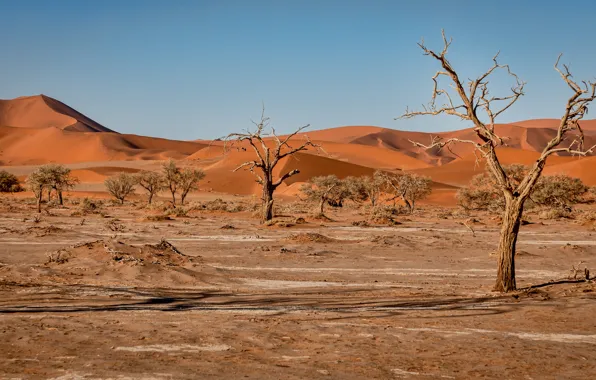 Sand, trees, branches, hills, vegetation, desert, heat, dunes