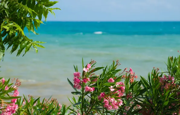 Flowers, Nature, Sea, Nature, Flowers, Sea