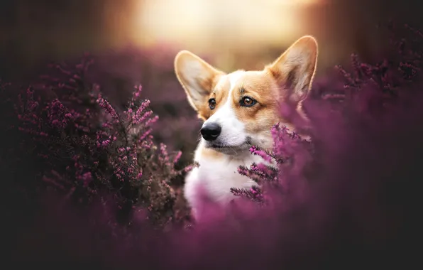 Dog, Corgi, Heather