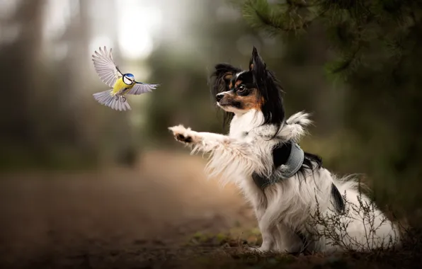 Forest, look, flight, branches, nature, pose, Park, bird
