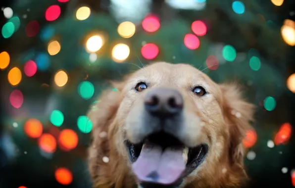 Look, background, dog