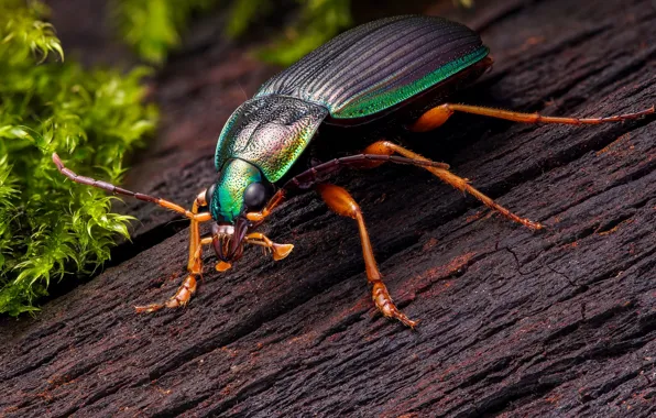 Macro, insect, beetle, slizneed