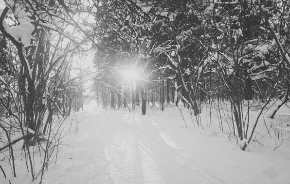 Winter, forest, the sun, snow, trees, Russia, monochrome, path