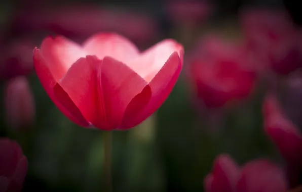 Picture flowers, pink, Tulip, focus