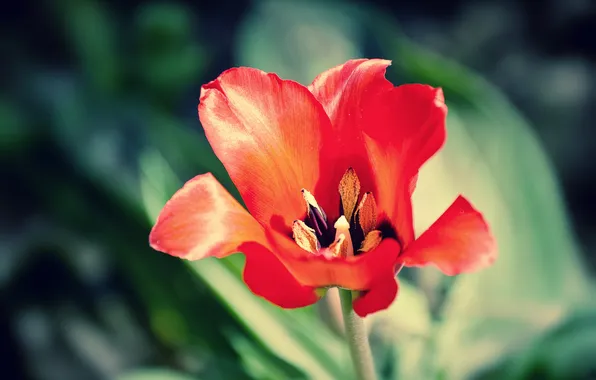 Flower, macro, red, bright, Tulip, petals, al