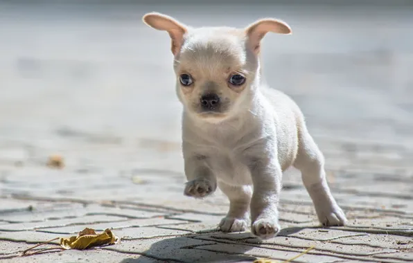 Picture baby, puppy, Chihuahua