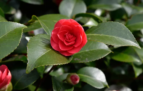 Leaves, Camellia, Leaves, Camellia