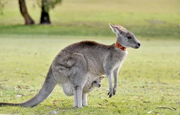 Nature, background, kangaroo