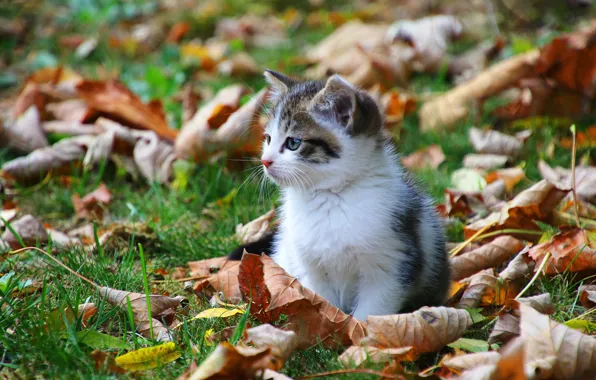 Autumn, cat, grass, cat, look, face, leaves, kitty