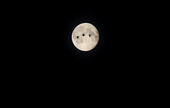 Picture the moon, night, bird