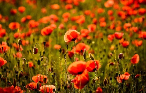 Summer, flowers, bright, Maki, blur, meadow, red, bokeh