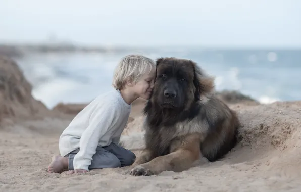 Picture sand, mood, dog, boy, friendship, friends, dog, Leonberger