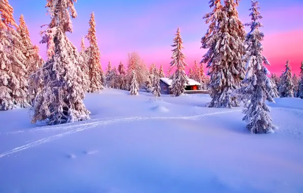 Picture winter, forest, the sky, snow, sunset, home, spruce, glow