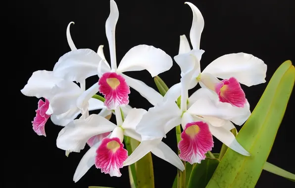 Flowers, orchids, pink and white