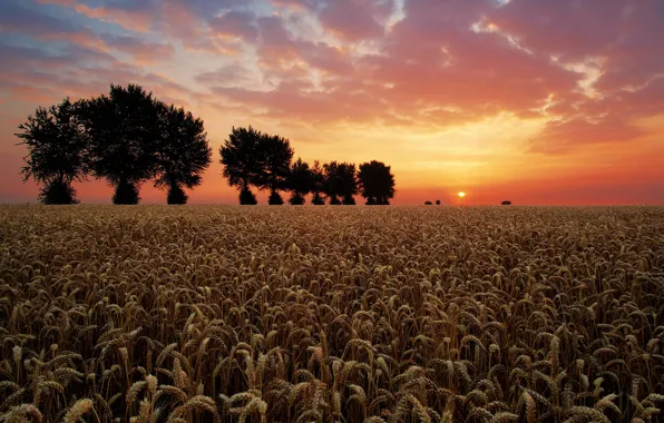 Picture wheat, field, trees, sunset, ears, cereals, wheat field
