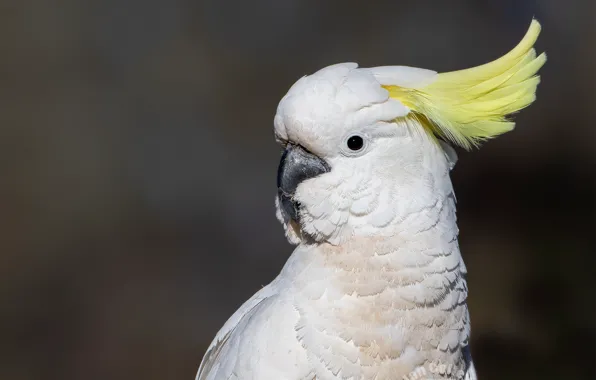 White, look, background, bird, portrait, parrot, crest, cockatoo