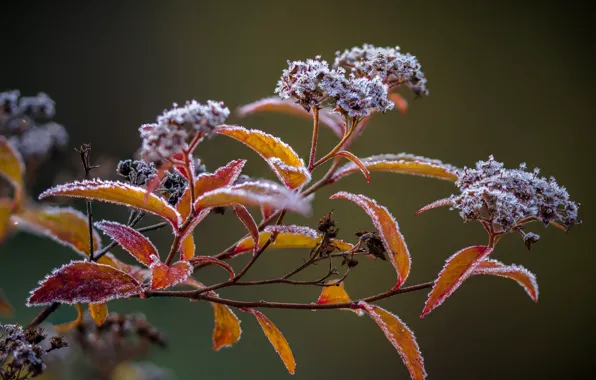 Picture plant, frozen, frost