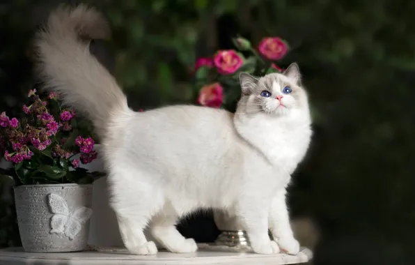 Cat, flowers, tail, Ragdoll