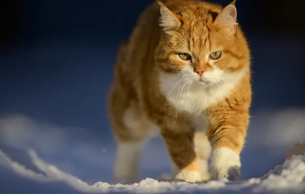 Picture cat, snow, red, Sergey Puponin