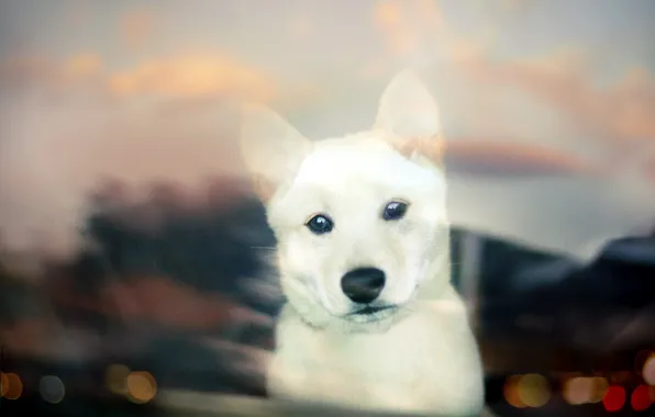 Picture look, dog, puppy, white, puppy, bokeh, Shiba Inu