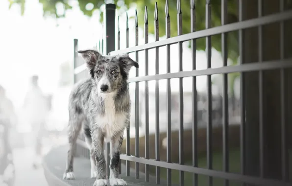 Picture street, the fence, dog