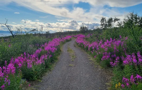 Road, field, summer, clouds, flowers, the way, blue, dal