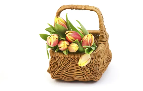 Basket, tulips, buds