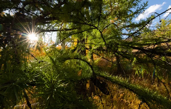 The sun, branches, Mongolia, Gorkhi Terelj National Park