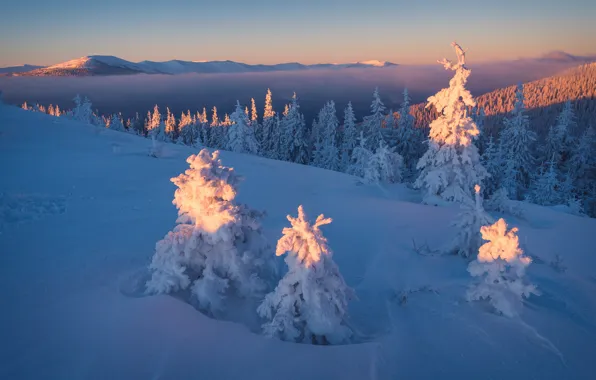 Winter, forest, the sky, light, snow, landscape, sunset, mountains