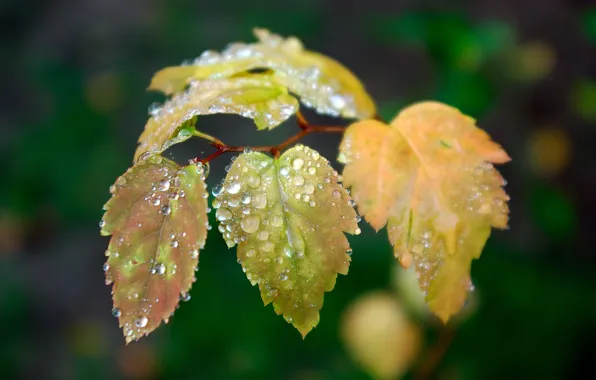 Leaves, drops, green, 153
