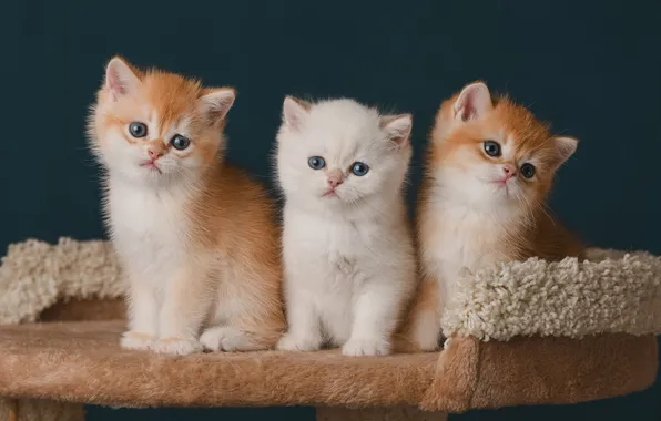 Kittens, kids, trio, Alyona Kovaleva