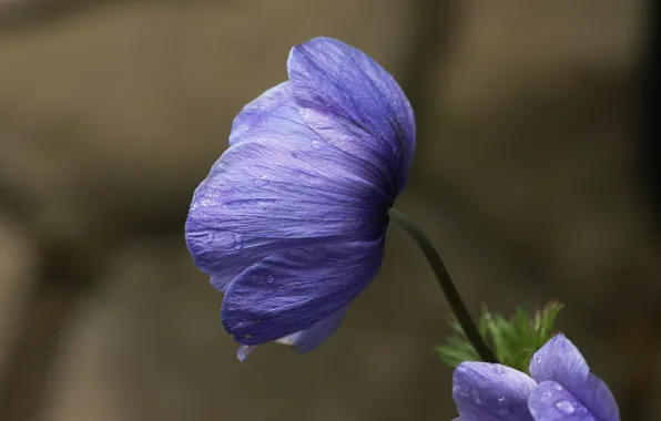 Drops, Rosa, lilac, anemones