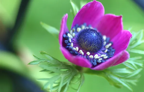 Picture macro, anemone, anemone