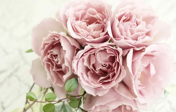 Roses, bouquet, petals, pink