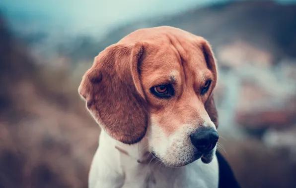 Picture face, background, dog, blur, Beagle