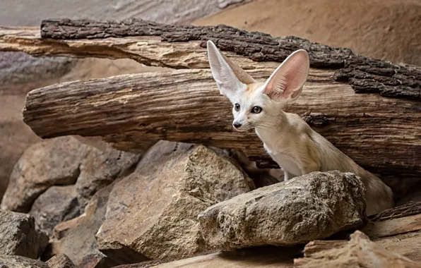 Look, stones, log, ears, Fox, Fenech, Fenech