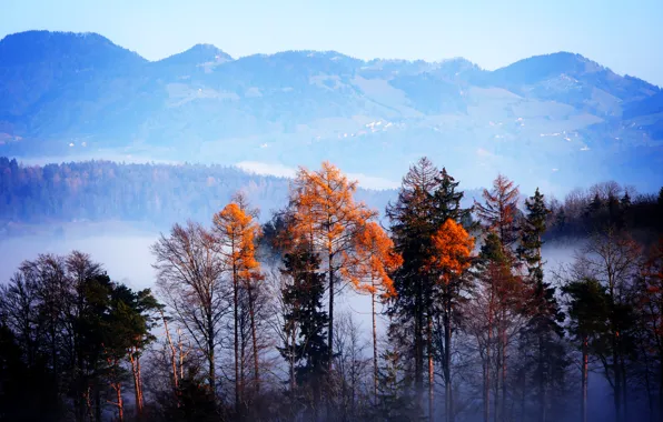 Autumn, forest, trees, mountains, fog