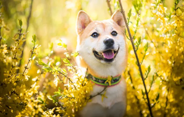 Language, look, face, light, flowers, branches, nature, pose
