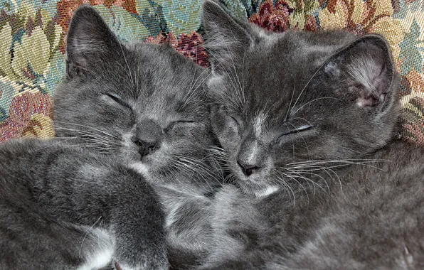 Sleep, pair, kittens, seals