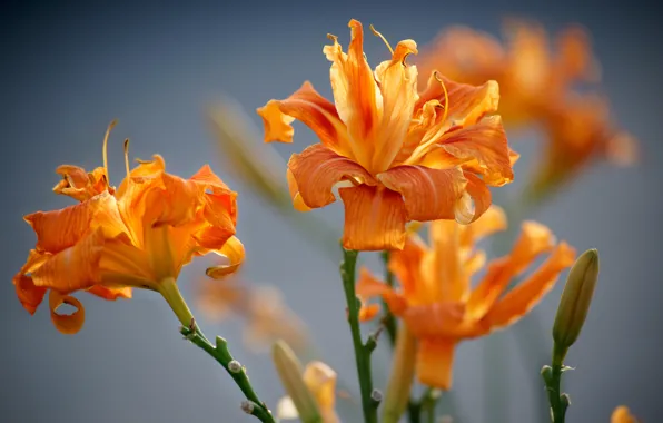 Grey, fire, Lily, fire, daylilies, Red Restrepo, pearl, Cat Moscow 495