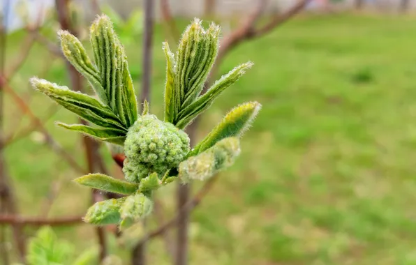 Leaves, macro, trees, spring, may, Rowan, posledica