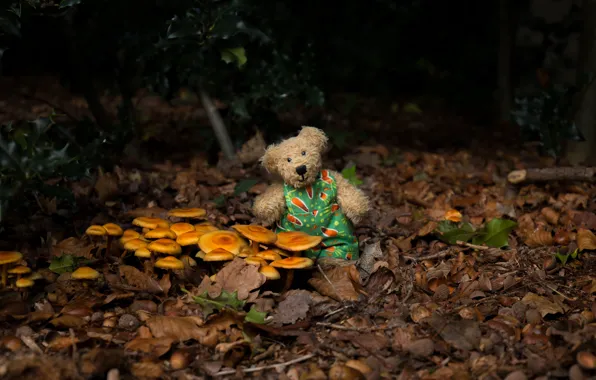 Autumn, forest, the dark background, mood, foliage, toy, mushrooms, bear