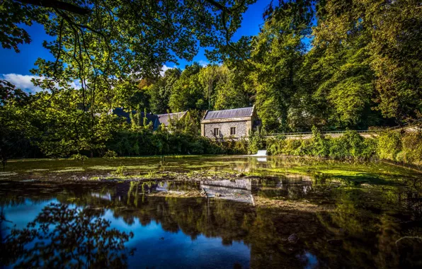 Picture trees, branches, pond, reflection, England, home, England, West Sussex