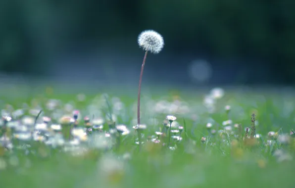 Field, summer, grass, dandelion